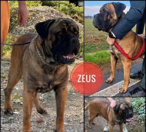 Zeus, 4yo Cane Corso for adoption at Animalisti Verona ODV, Verona