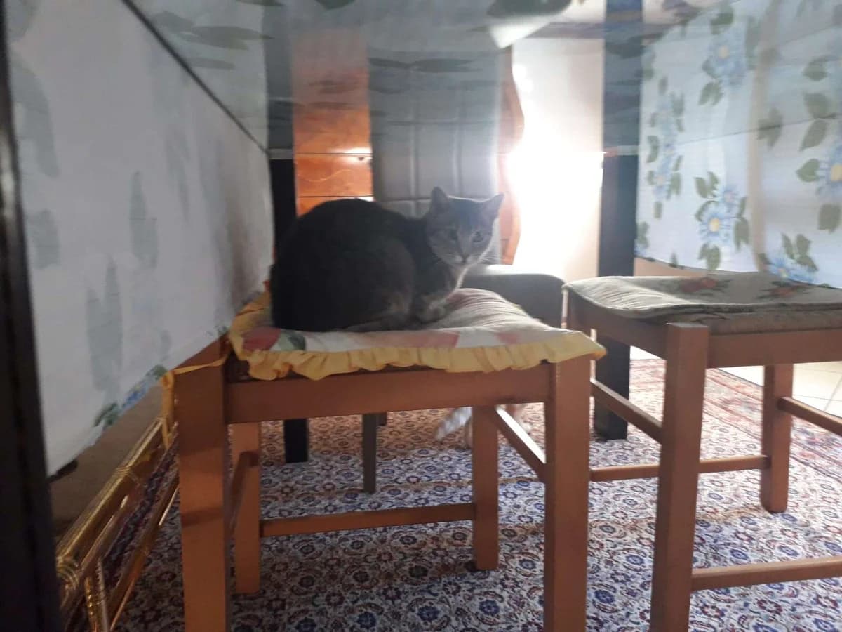 Cercano casa,  Mixed Breed for adoption at A Rischio Gatti ODV, Sicilia