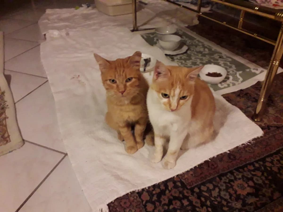 Cercasi casa!,  Mixed Breed for adoption at A Rischio Gatti ODV, Sicilia