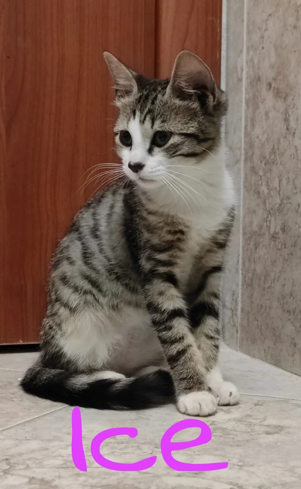 Ice e Winter,  Mixed Breed for adoption at A Rischio Gatti ODV, Sicilia