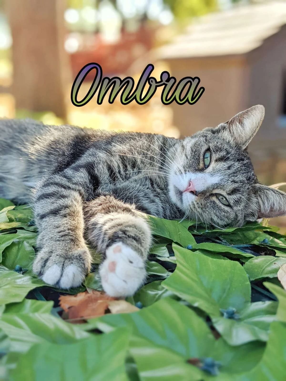 Ombra,  Mixed Breed for adoption at A Rischio Gatti ODV, Sicilia