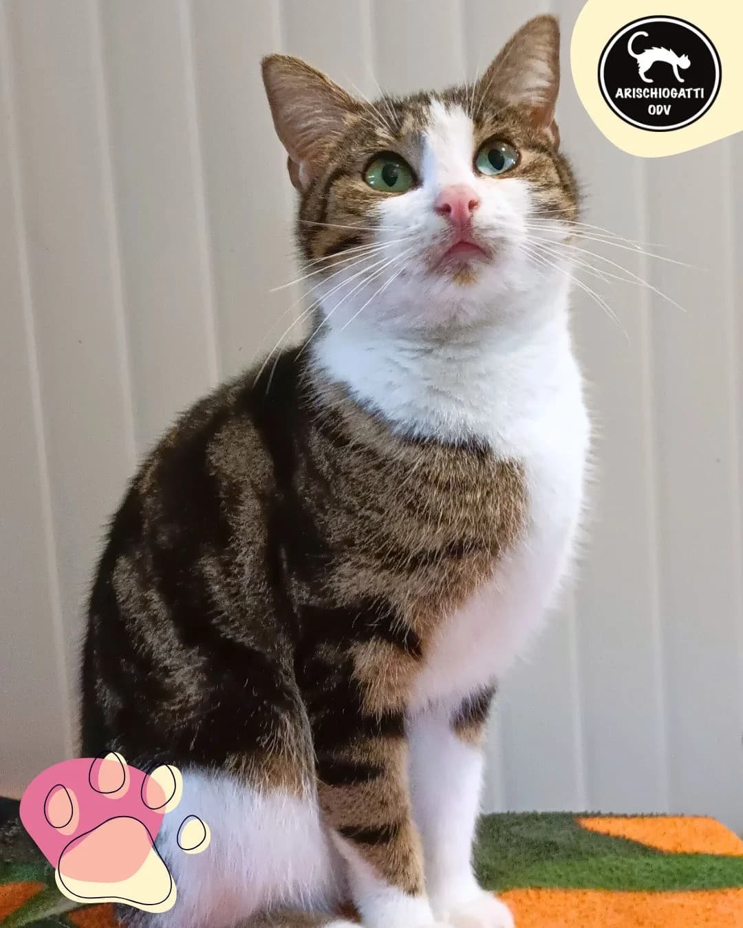 Sole,  6yo Mixed Breed for adoption at A Rischio Gatti ODV, Sicilia