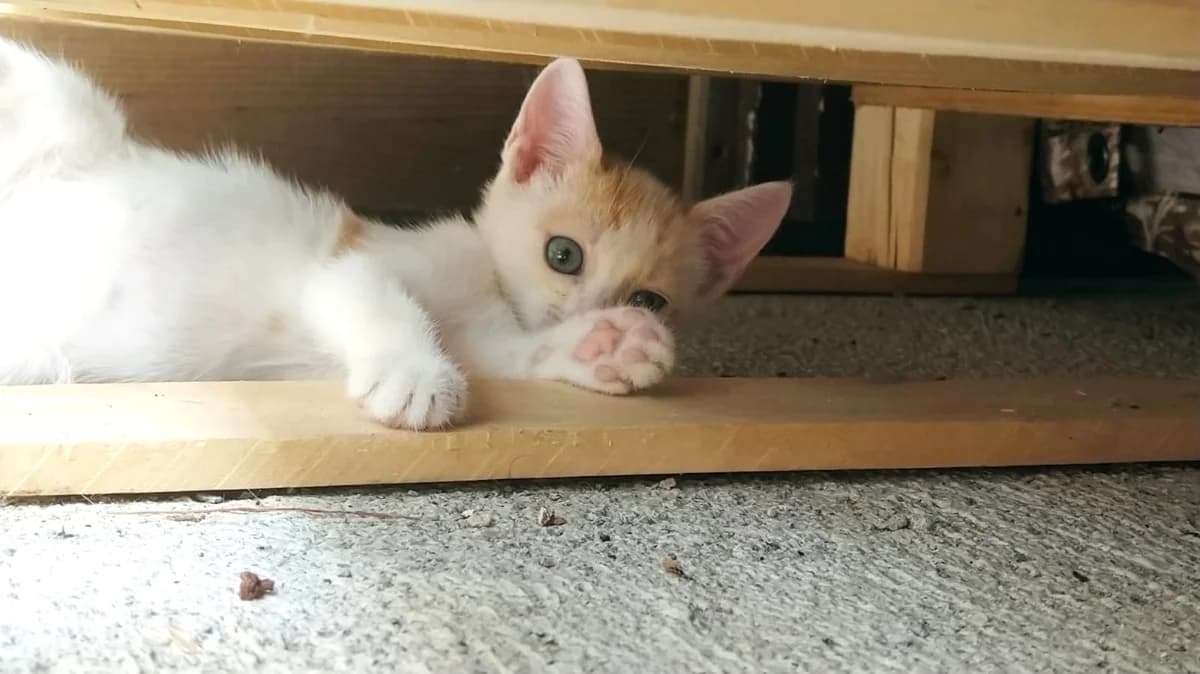 Sun e Moon,  puppy Mixed Breed for adoption at A Rischio Gatti ODV, Sicilia