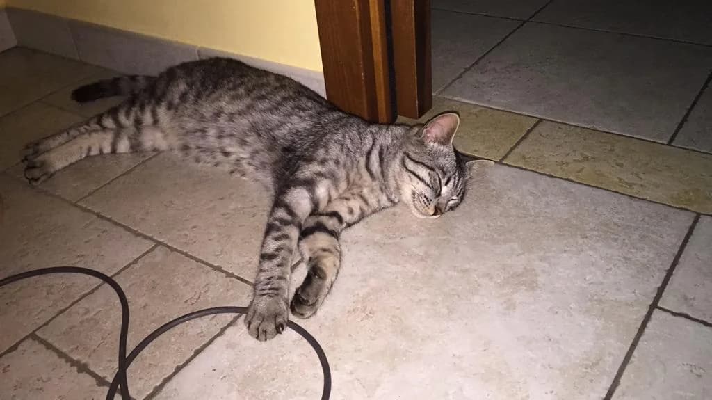 Tigro,  Mixed Breed for adoption at A Rischio Gatti ODV, Sicilia