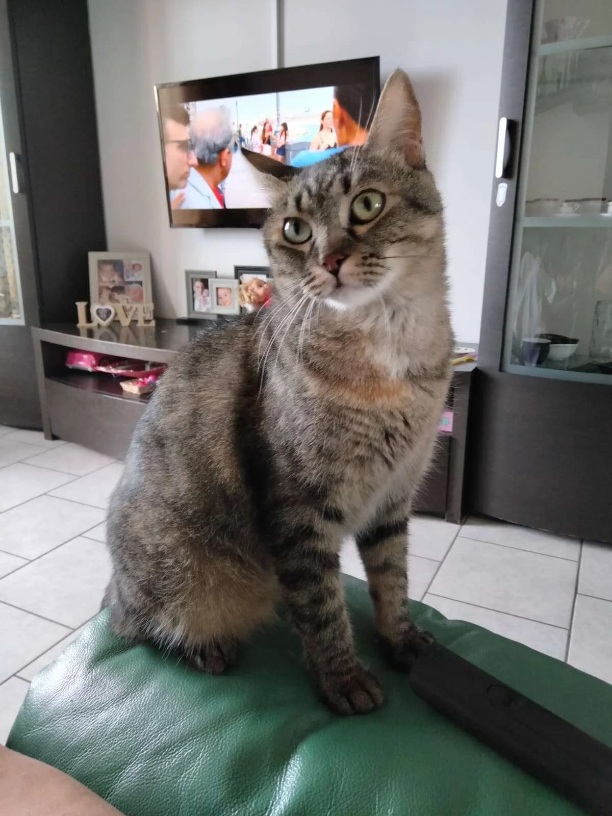 Yuna,  young Mixed Breed for adoption at A Rischio Gatti ODV, Sicilia