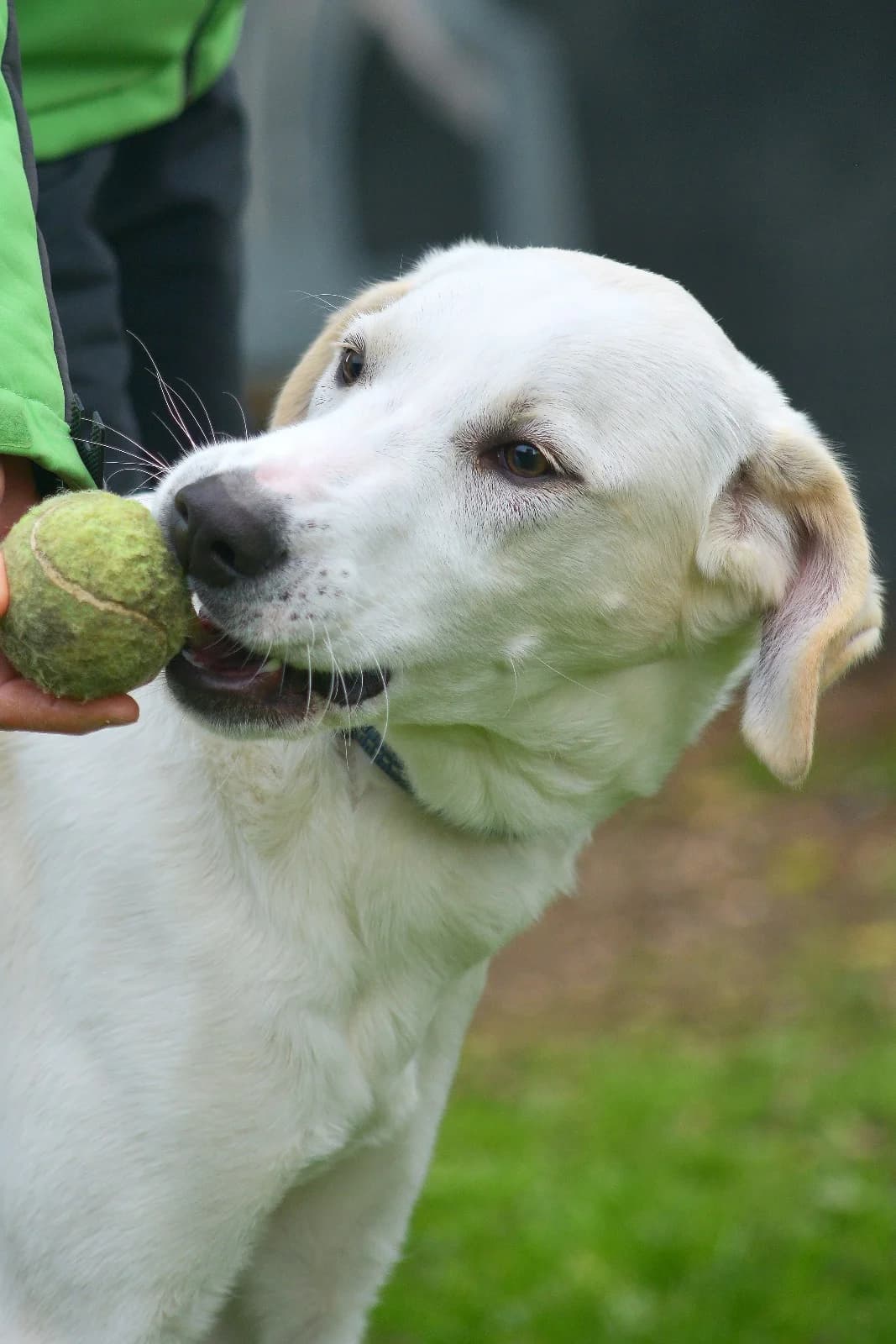 Blanco, Mixed Breed (A.S.P.A. Onlus)