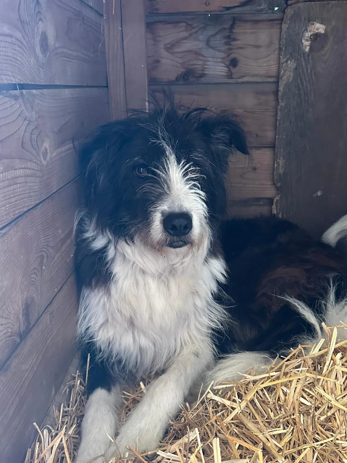 Milly,  4yo Mixed Breed for adoption at A.S.P.A. Onlus