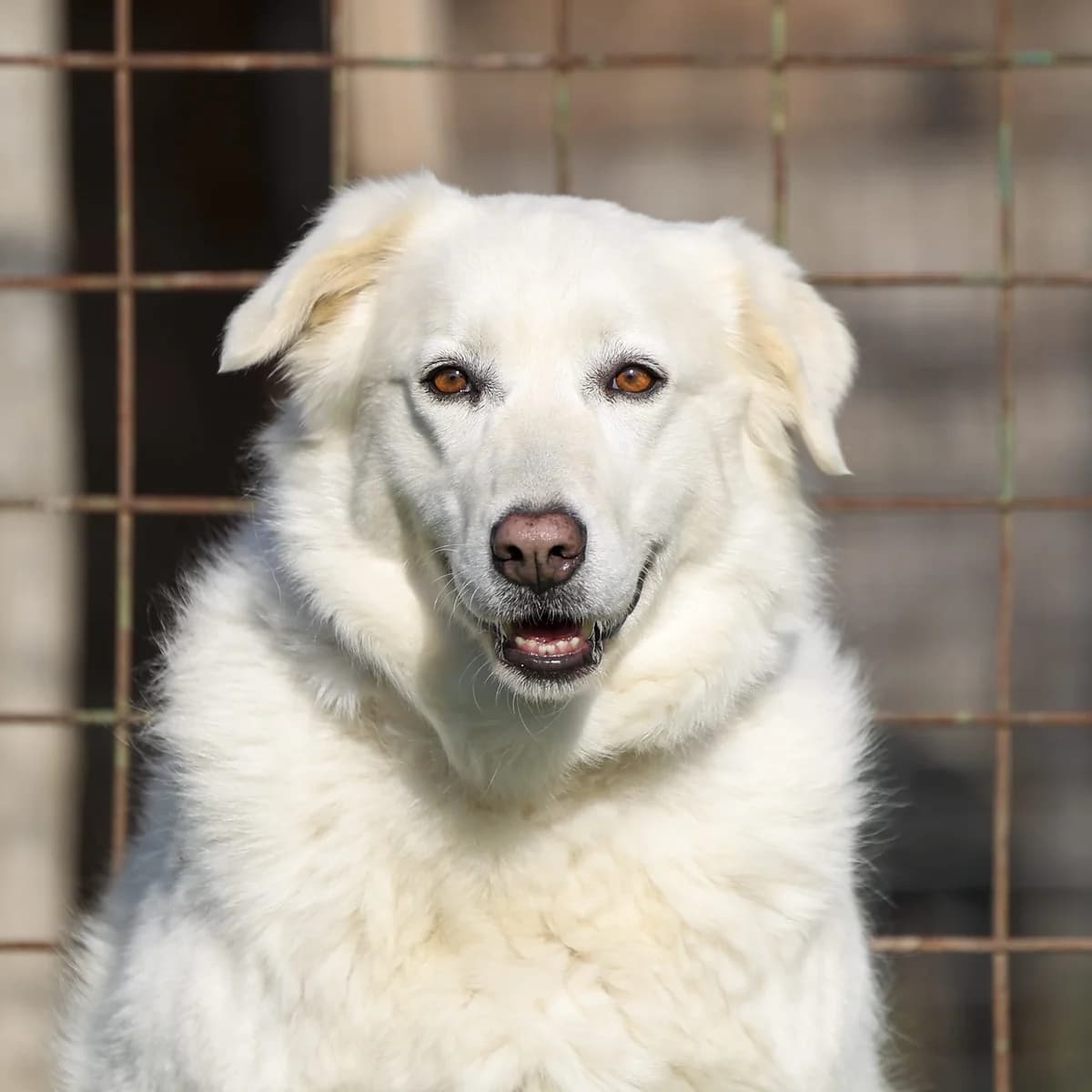Miriam,  puppy Mixed Breed for adoption at A.S.P.A. Onlus