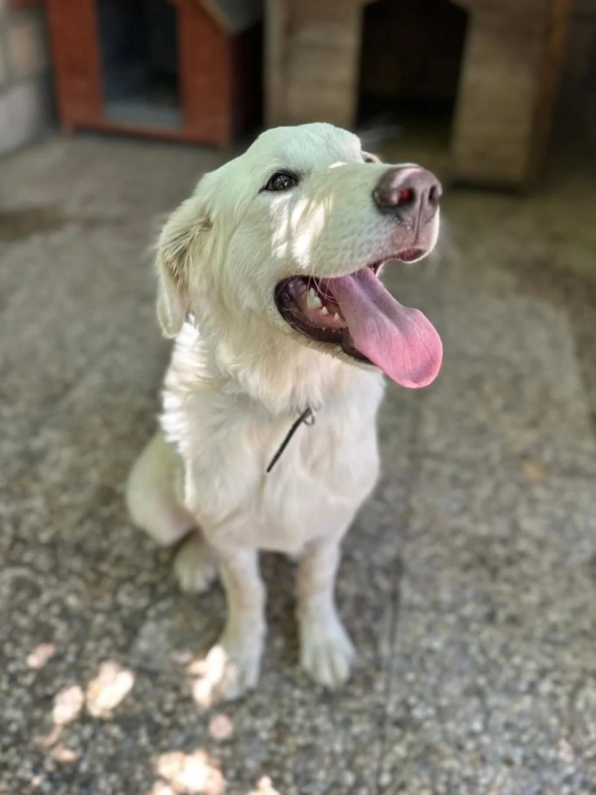 Neve,  puppy Mixed Breed for adoption at A.S.P.A. Onlus