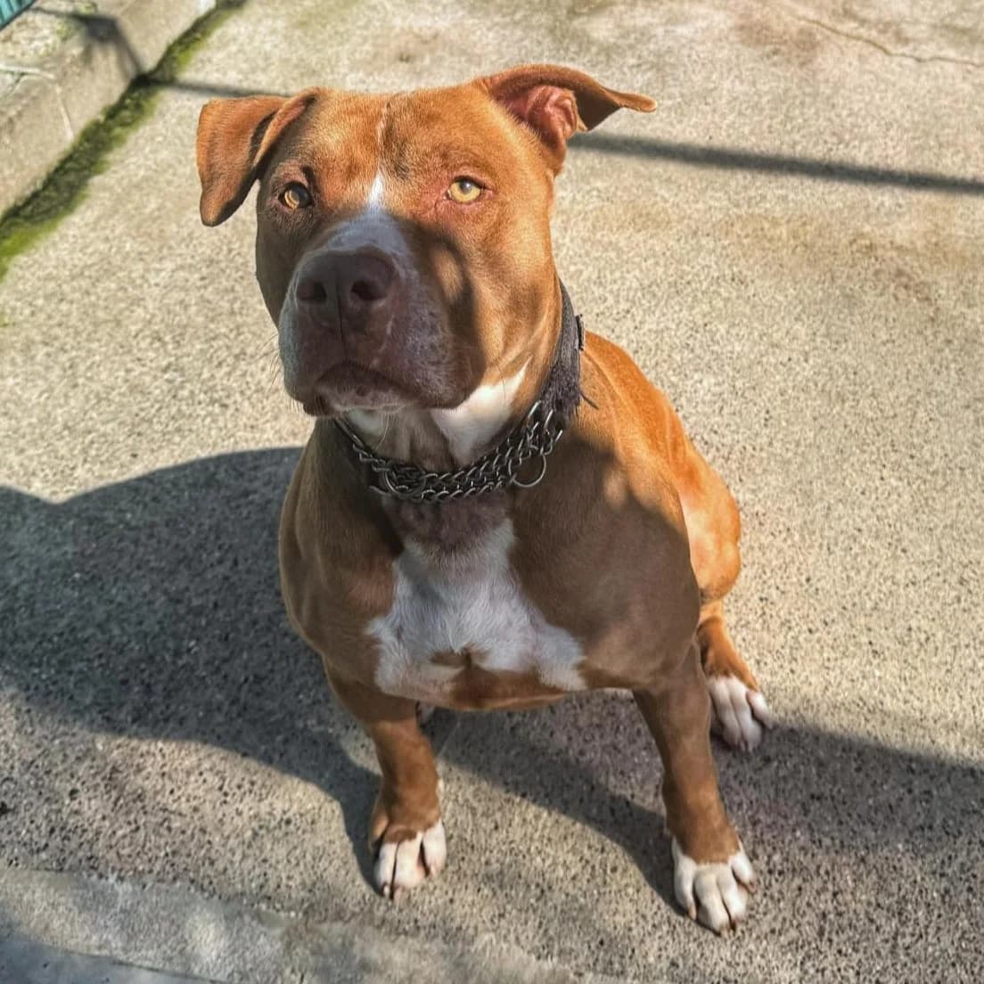 GORDO, male Pit Bull Terrier for adoption at Associazione UNA — Genova, Genova