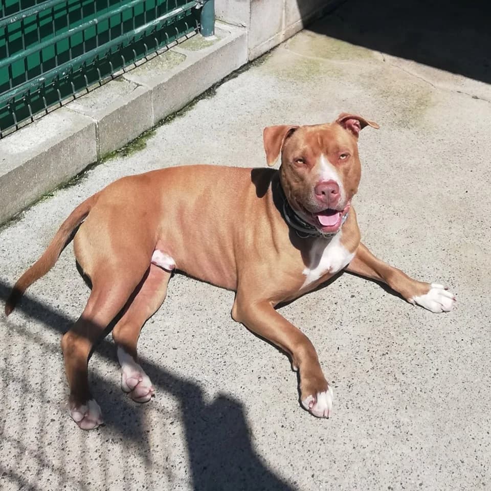 GORDO, male Pit Bull Terrier for adoption at Associazione UNA — Genova, Genova — photo 2 of 2