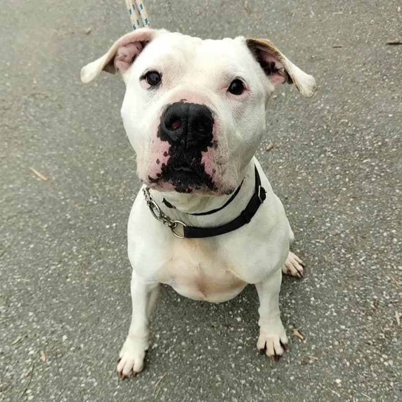 BLACKY, male Pit Bull Terrier for adoption at Associazione UNA — Genova, Genova