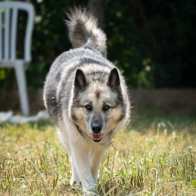 VLAD, male senior Husky for adoption at Associazione UNA — Genova, Genova