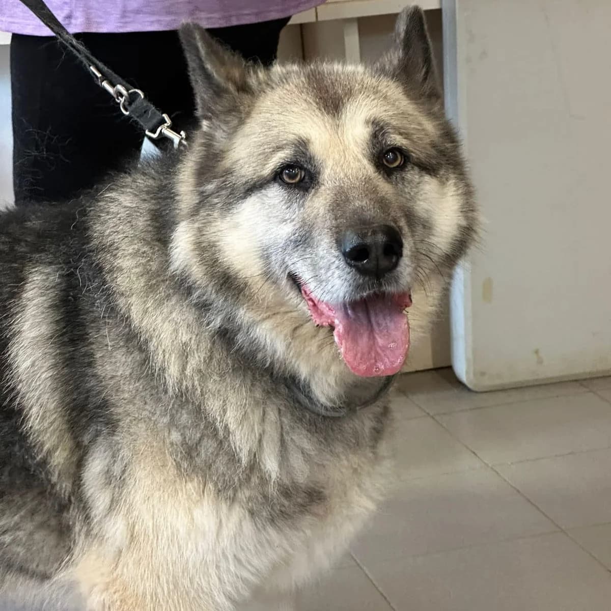 VLAD, male Husky for adoption at Associazione UNA — Genova, Genova — photo 2 of 2