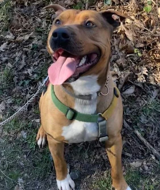 THOR, male mixed breed for adoption at Associazione UNA — Genova, Genova