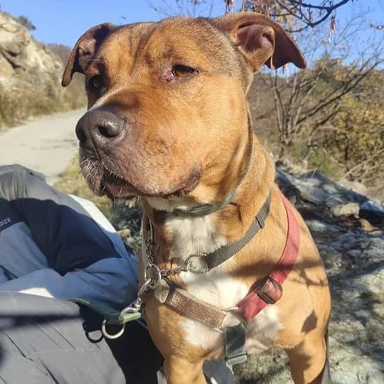 THOR, male mixed breed for adoption at Associazione UNA — Genova, Genova — photo 2 of 3