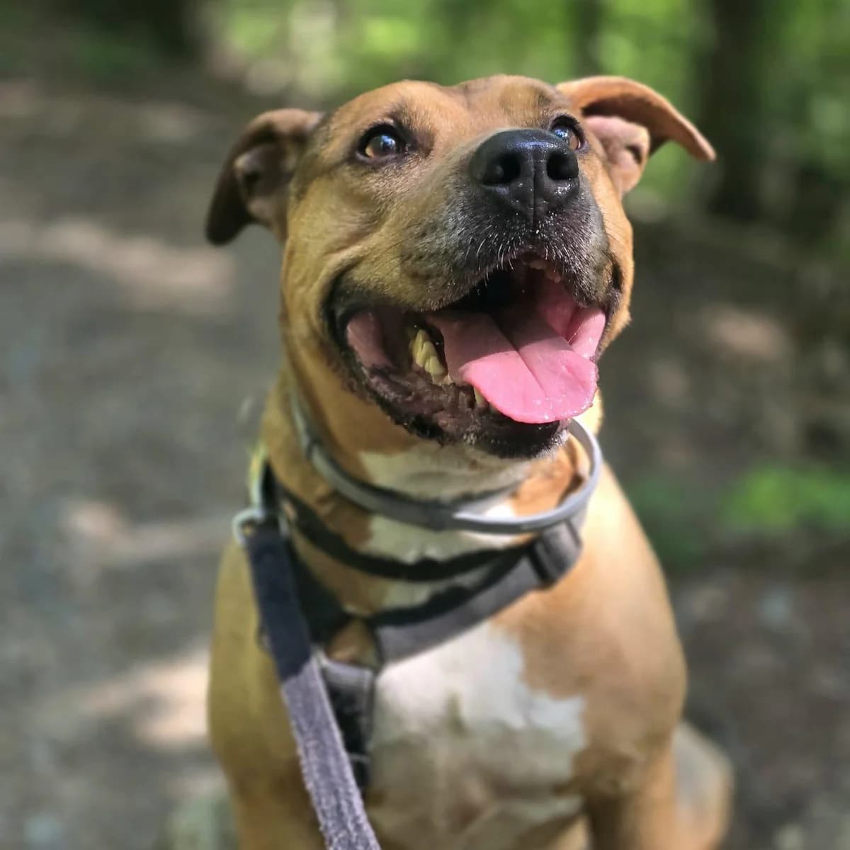 THOR, male mixed breed for adoption at Associazione UNA — Genova, Genova — photo 3 of 3