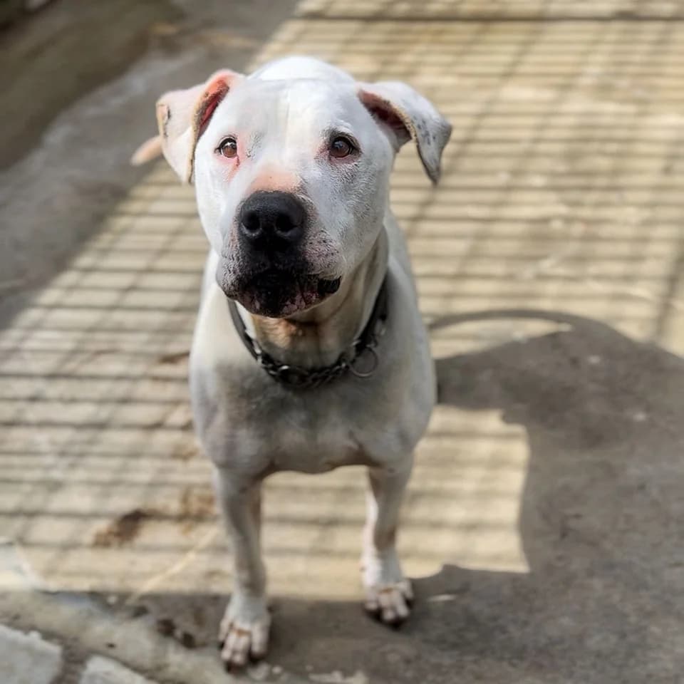 PAC, male mixed breed for adoption at Associazione UNA — Genova, Genova