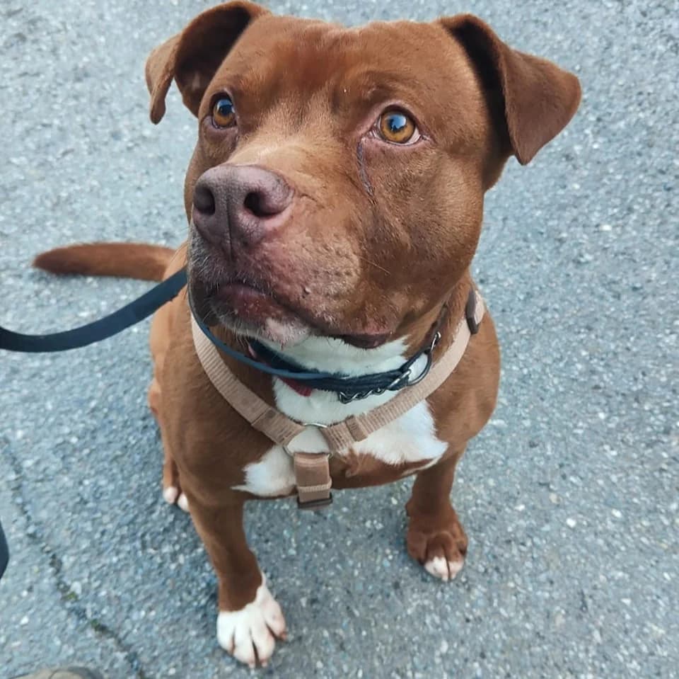 RAUL, male Pit Bull Terrier for adoption at Associazione UNA — Genova, Genova