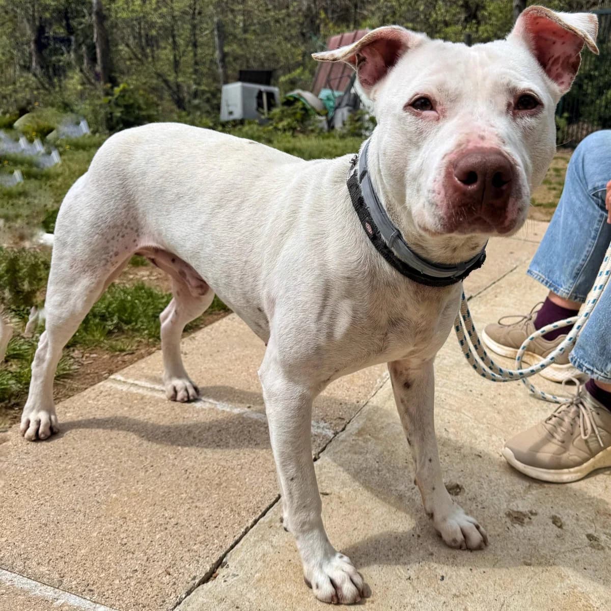MICKE WHITE, male 7yo Pit Bull Terrier for adoption at Associazione UNA — Genova, Genova