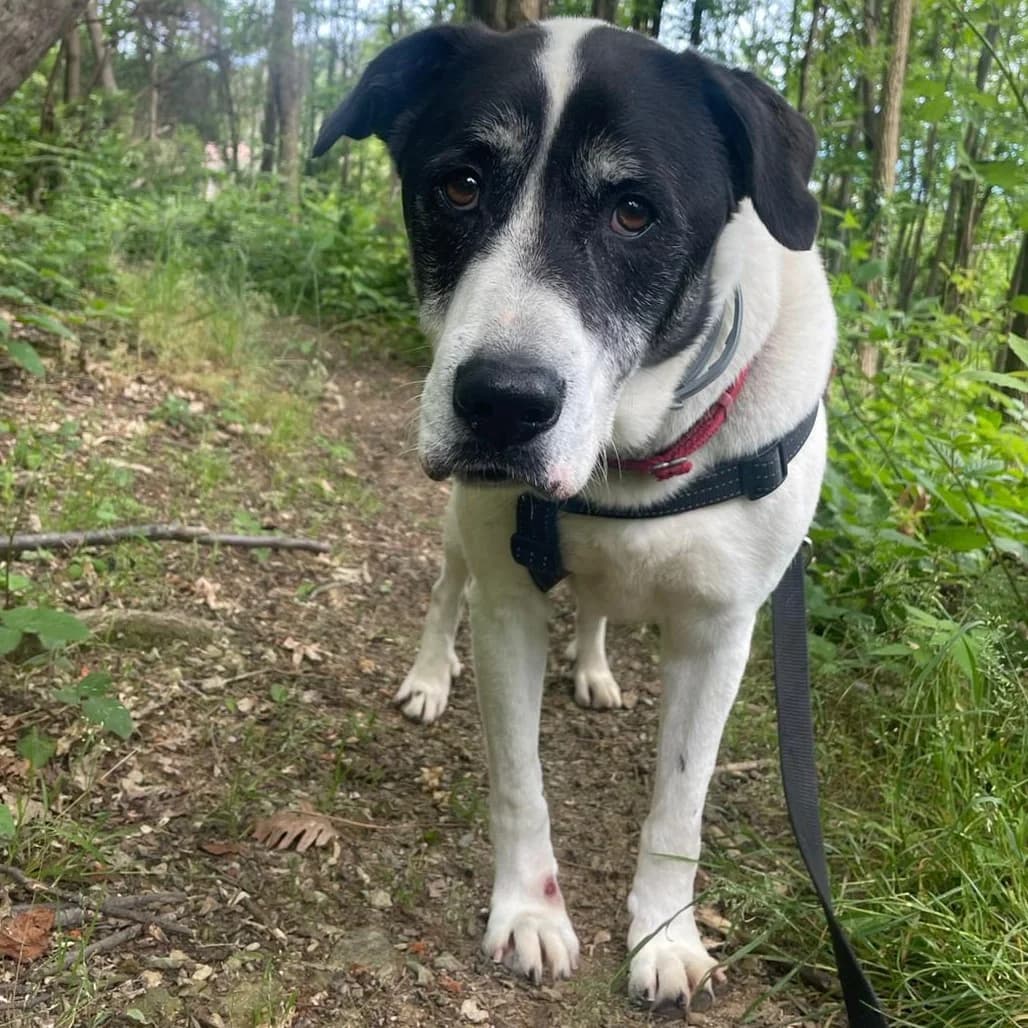 TEO BN, male mixed breed for adoption at Associazione UNA — Genova, Genova