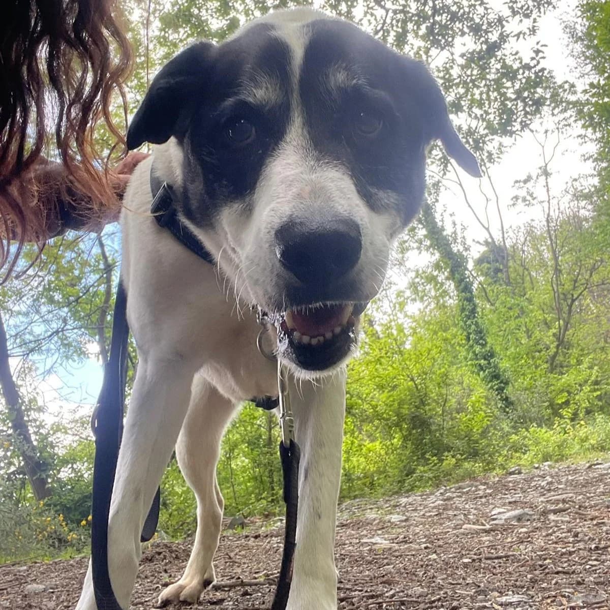 TEO BN, male mixed breed for adoption at Associazione UNA — Genova, Genova — photo 2 of 2