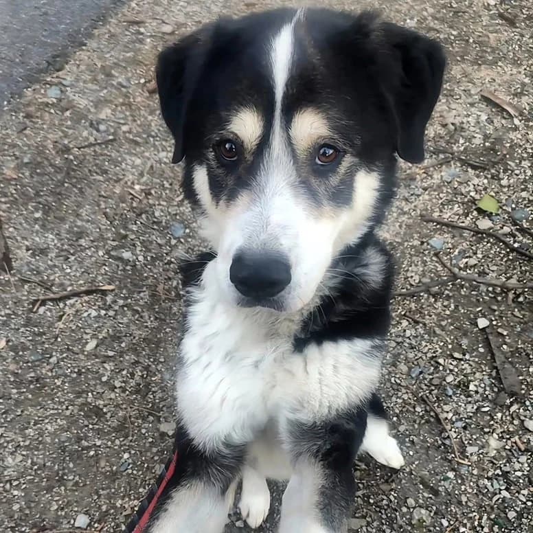 ARAGON, male mixed breed for adoption at Associazione UNA — Genova, Genova