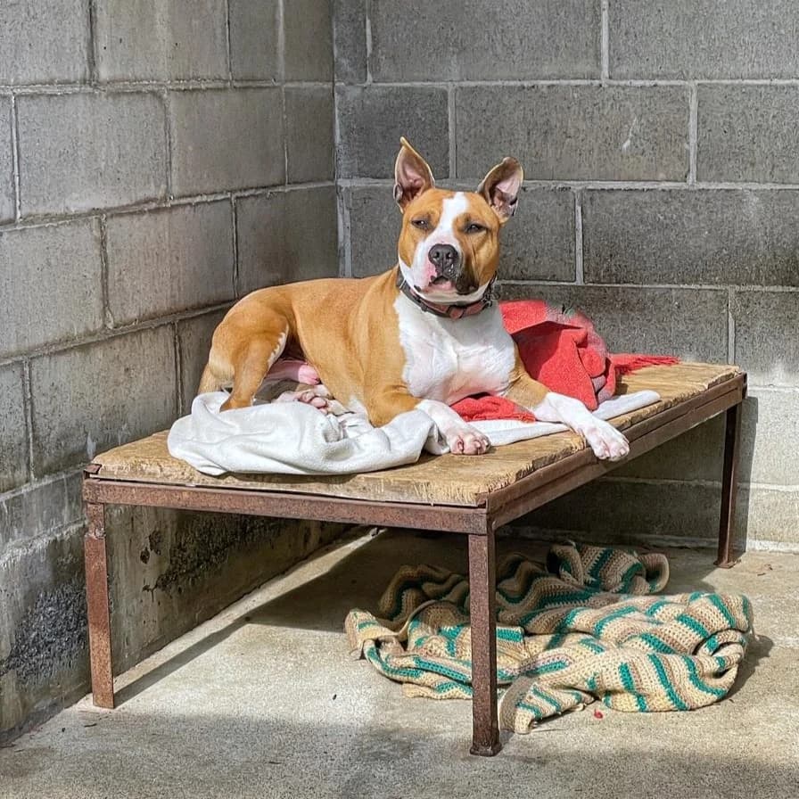 ZEUS PIT, male mixed breed for adoption at Associazione UNA — Genova, Genova