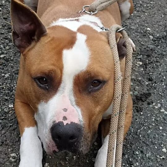 ZEUS PIT, male mixed breed for adoption at Associazione UNA — Genova, Genova — photo 2 of 2