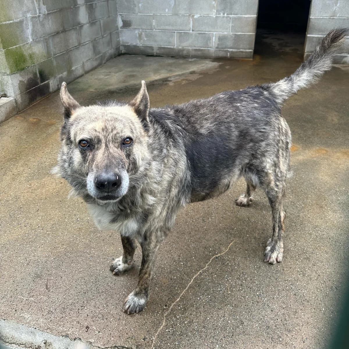 WILLIE, male mixed breed for adoption at Associazione UNA — Genova, Genova