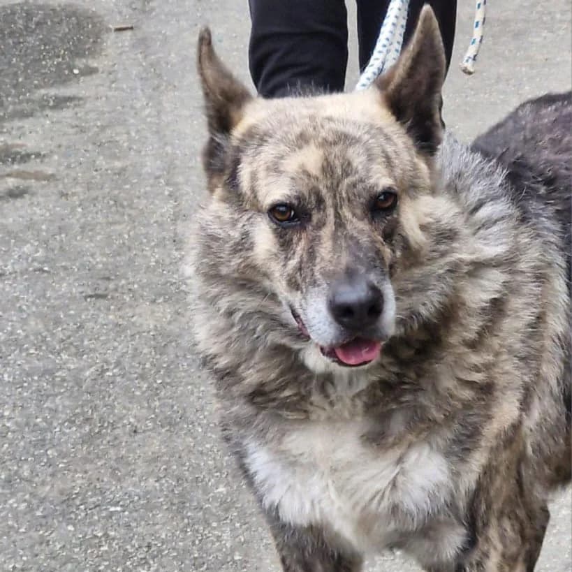 WILLIE, male mixed breed for adoption at Associazione UNA — Genova, Genova — photo 2 of 3