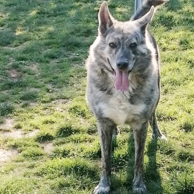 WILLIE, male mixed breed for adoption at Associazione UNA — Genova, Genova — photo 3 of 3