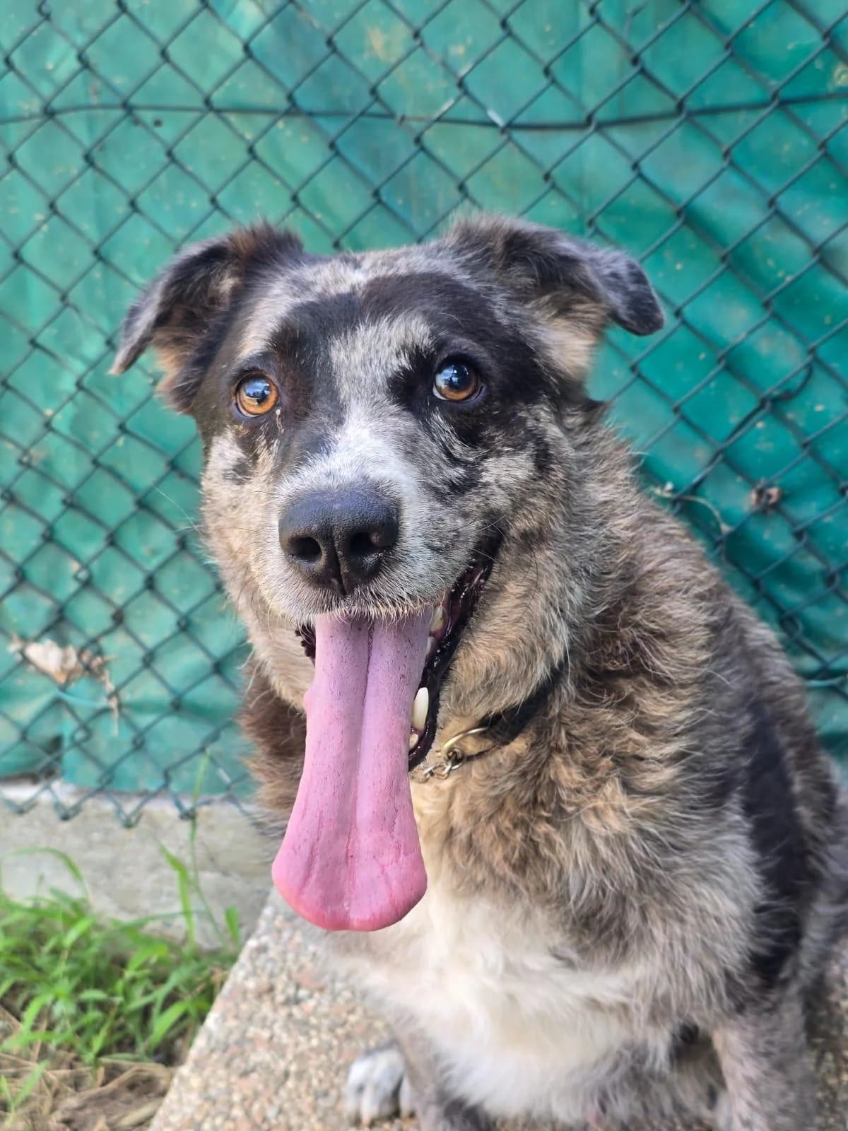 AXEL CAT, male mixed breed for adoption at Associazione UNA — Genova, Genova