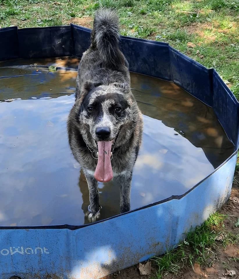 AXEL CAT, male mixed breed for adoption at Associazione UNA — Genova, Genova — photo 2 of 2