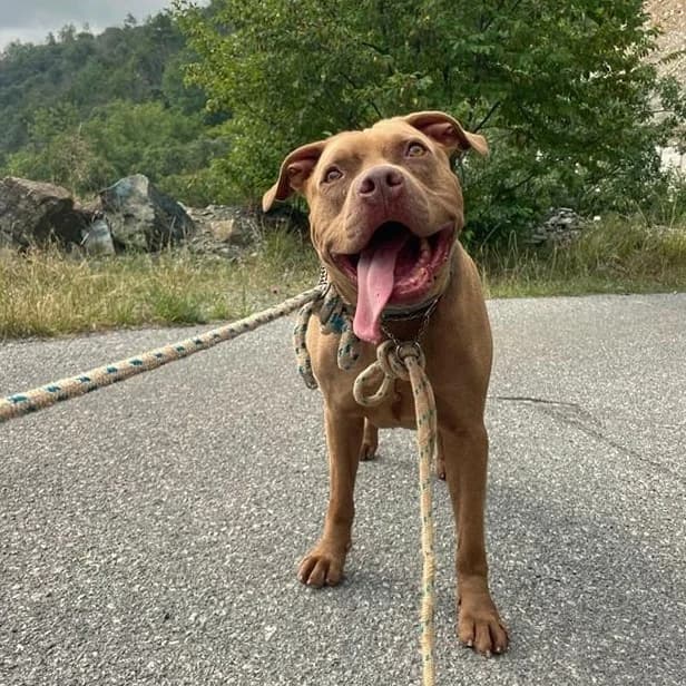 ROCCO, male Pit Bull Terrier for adoption at Associazione UNA — Genova, Genova — photo 2 of 3