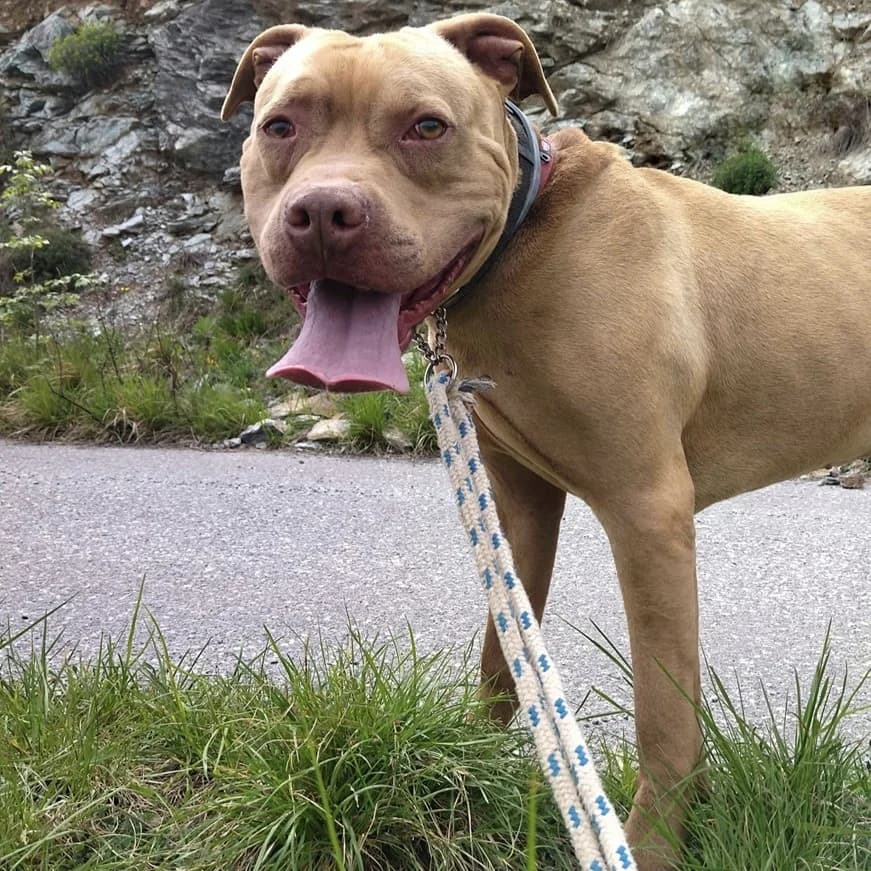 ROCCO, male Pit Bull Terrier for adoption at Associazione UNA — Genova, Genova — photo 3 of 3