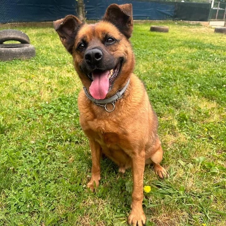 AKAMARU, male mixed breed for adoption at Associazione UNA — Genova, Genova