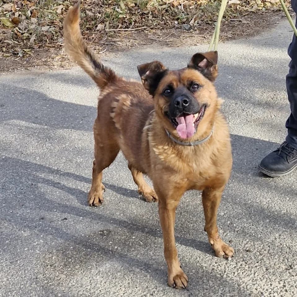 AKAMARU, male mixed breed for adoption at Associazione UNA — Genova, Genova — photo 2 of 3