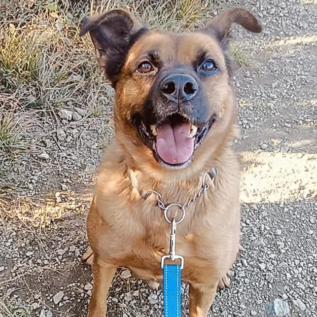 AKAMARU, male mixed breed for adoption at Associazione UNA — Genova, Genova — photo 3 of 3