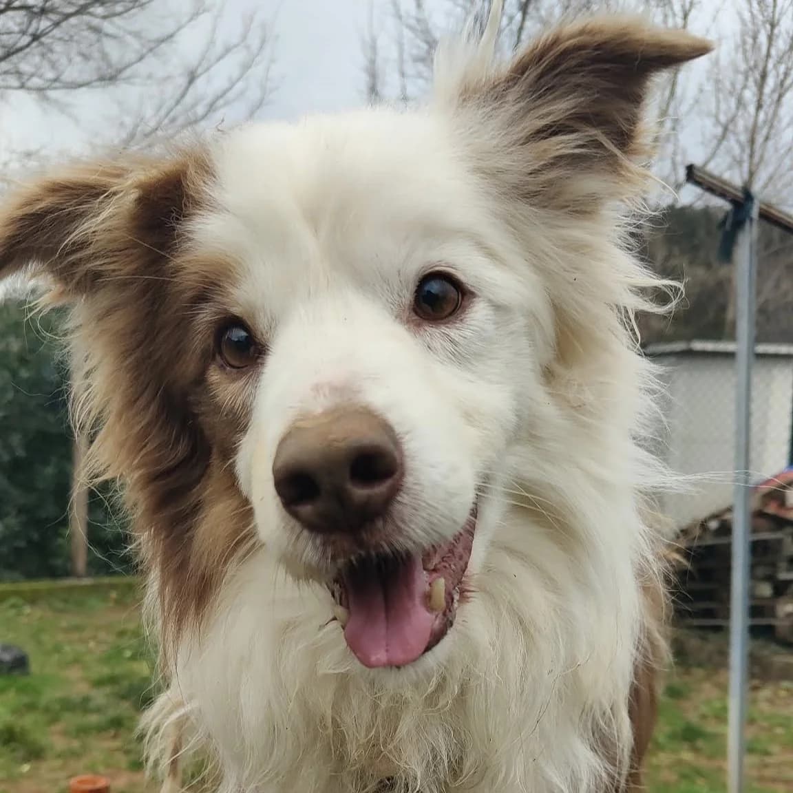 BEETHOVEN, male senior Border Collie for adoption at Associazione UNA — Genova, Genova