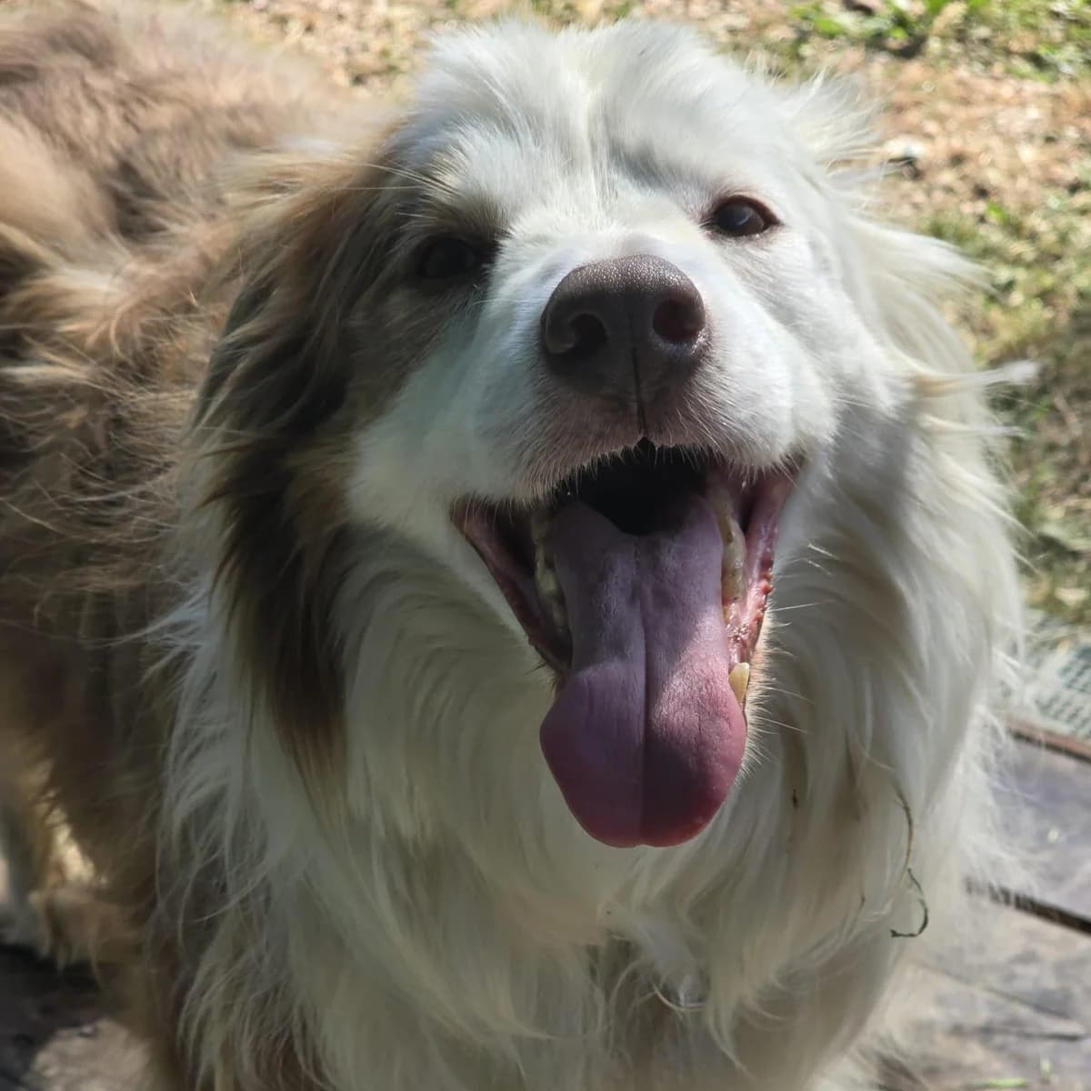 BEETHOVEN, male Border Collie for adoption at Associazione UNA — Genova, Genova — photo 2 of 2
