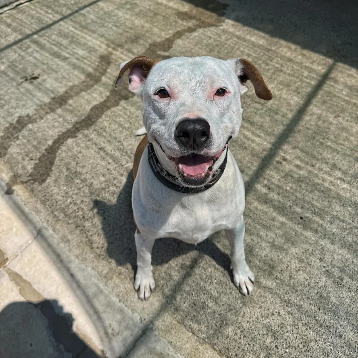 CIRO, male mixed breed for adoption at Associazione UNA — Genova, Genova