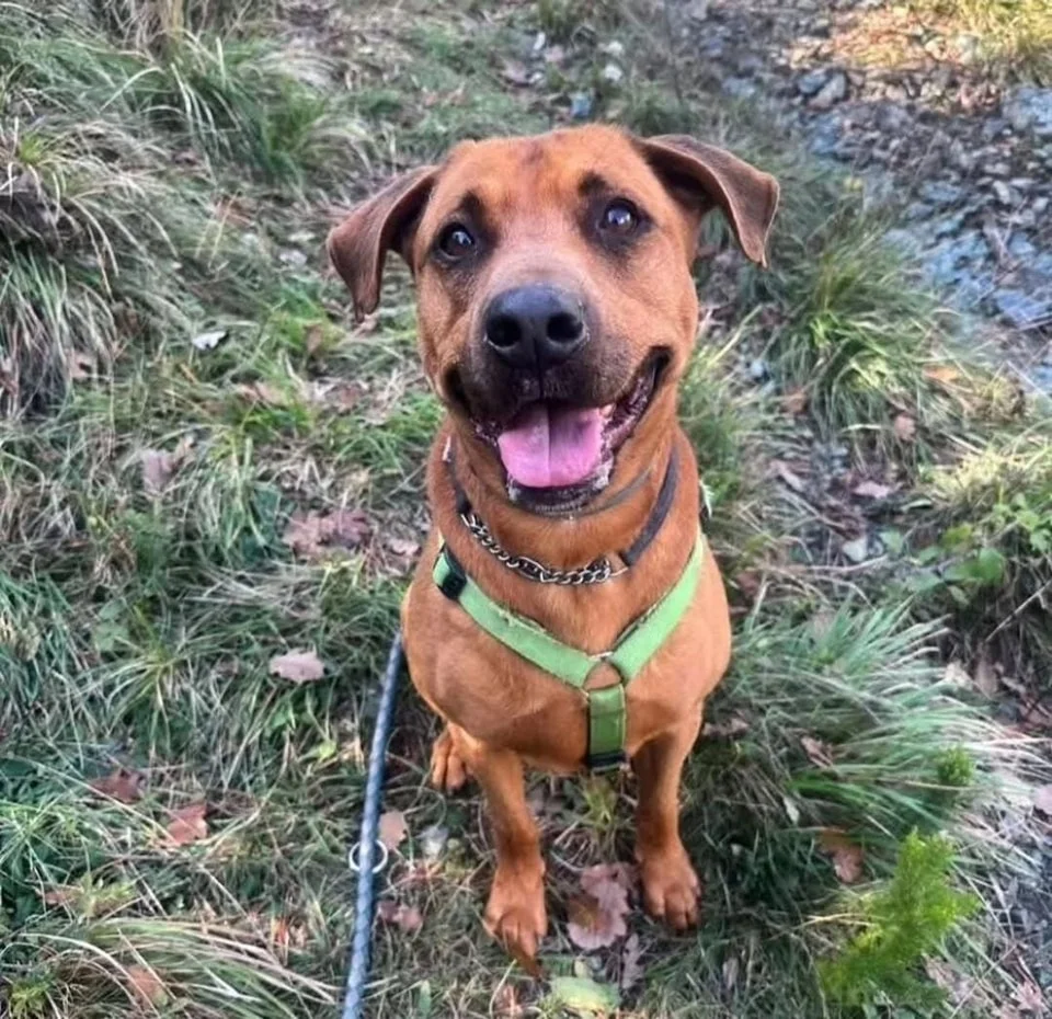 KUPER, male mixed breed for adoption at Associazione UNA — Genova, Genova