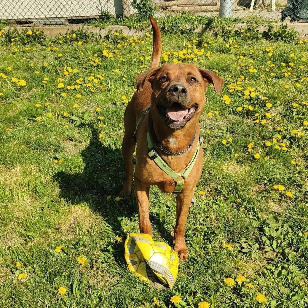 KUPER, male mixed breed for adoption at Associazione UNA — Genova, Genova — photo 2 of 3