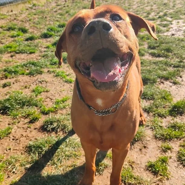 KUPER, male mixed breed for adoption at Associazione UNA — Genova, Genova — photo 3 of 3