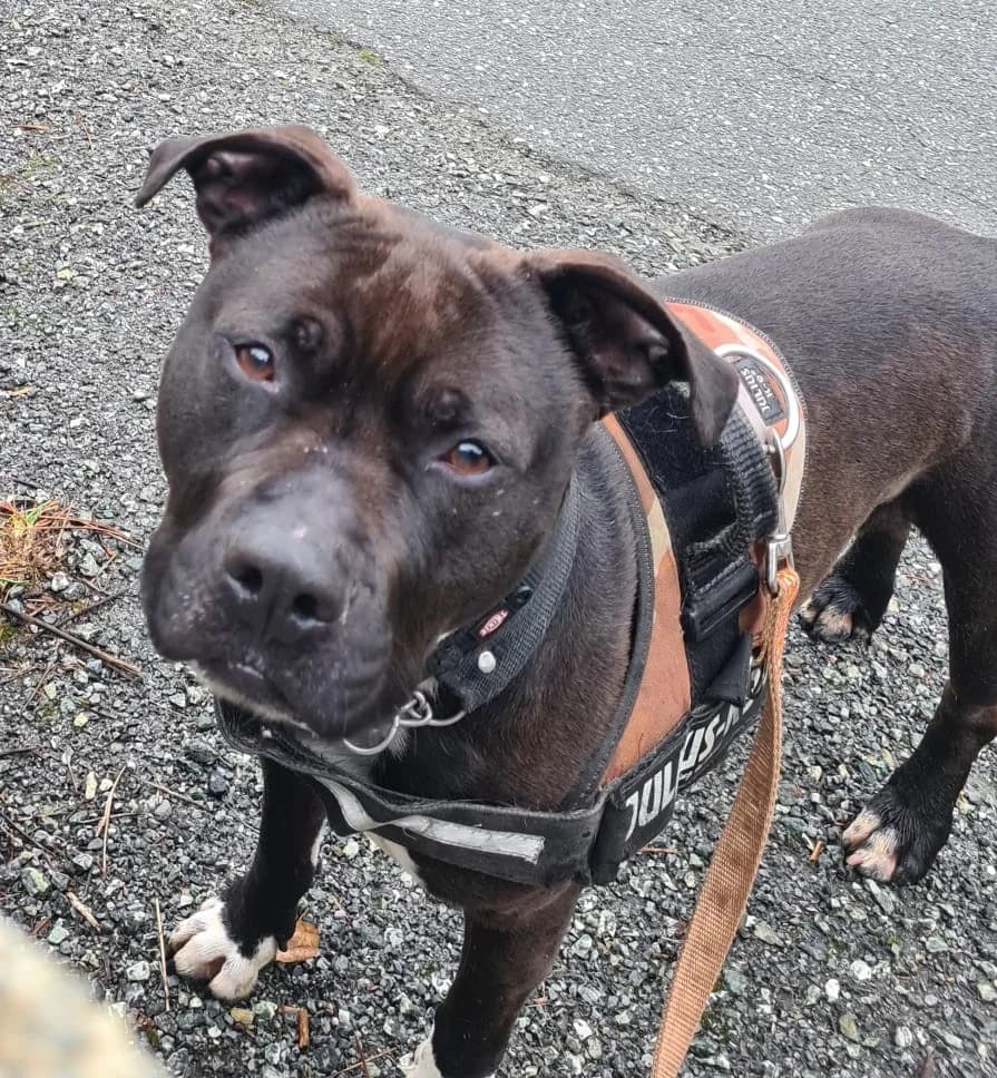 ZAGOR, male Pit Bull Terrier for adoption at Associazione UNA — Genova, Genova