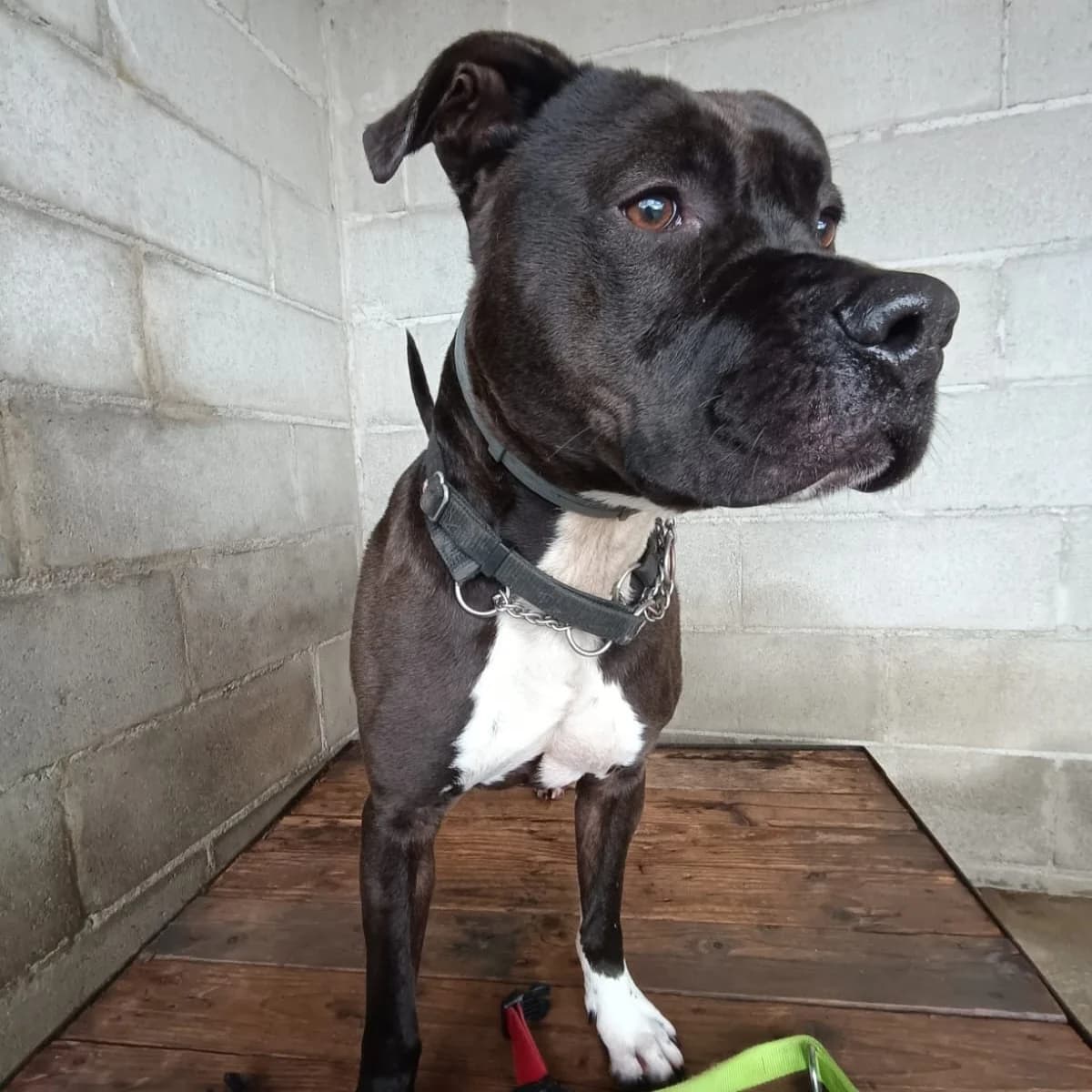 ZAGOR, male Pit Bull Terrier for adoption at Associazione UNA — Genova, Genova — photo 2 of 2