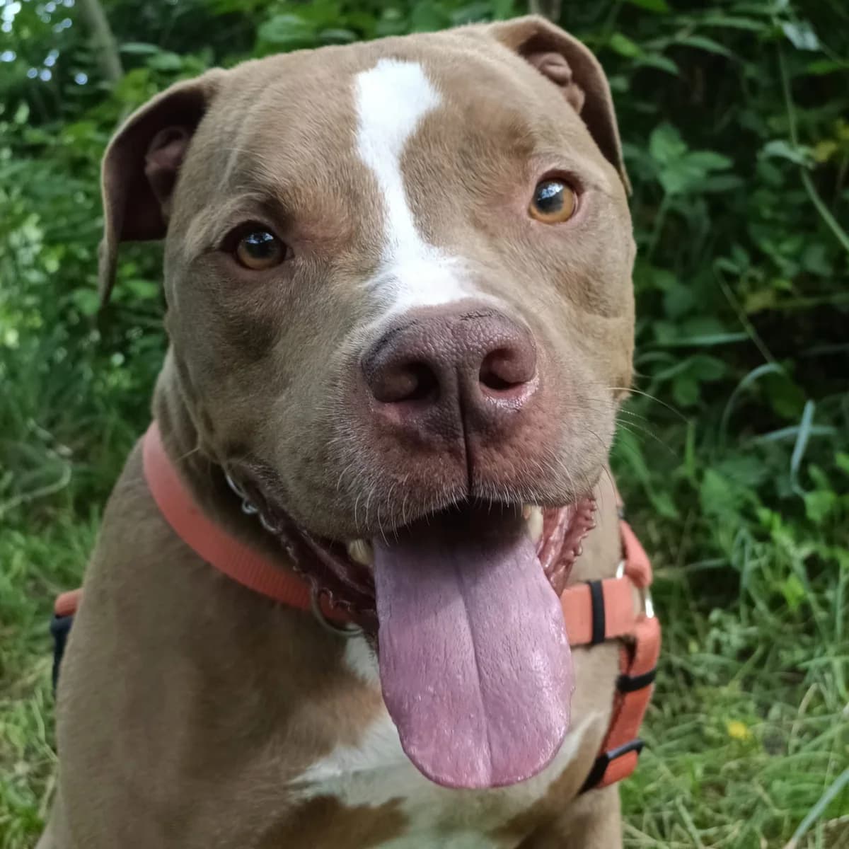 THOR BOSTON, male Pit Bull Terrier for adoption at Associazione UNA — Genova, Genova — photo 2 of 2