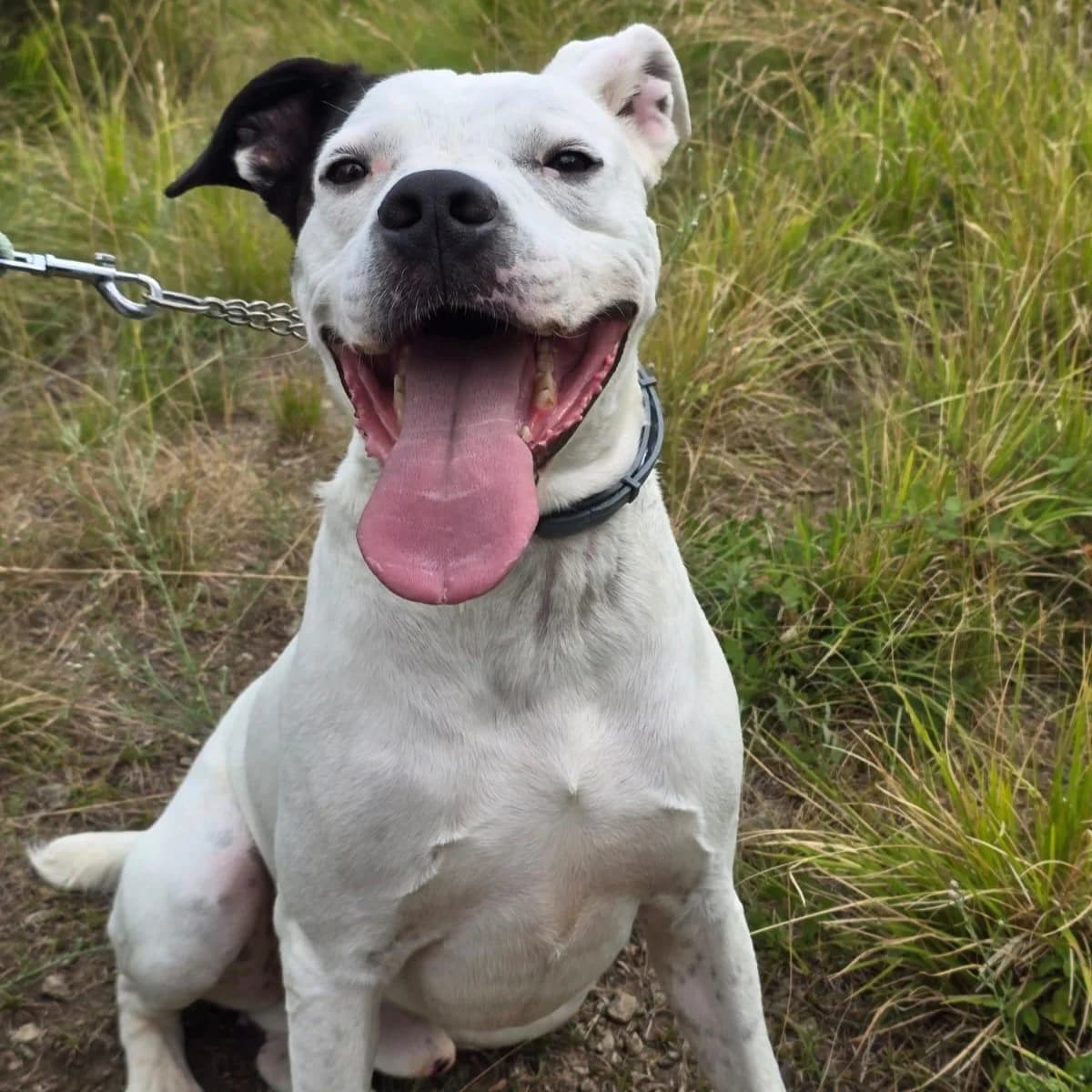 SPIKE, male mixed breed for adoption at Associazione UNA — Genova, Genova