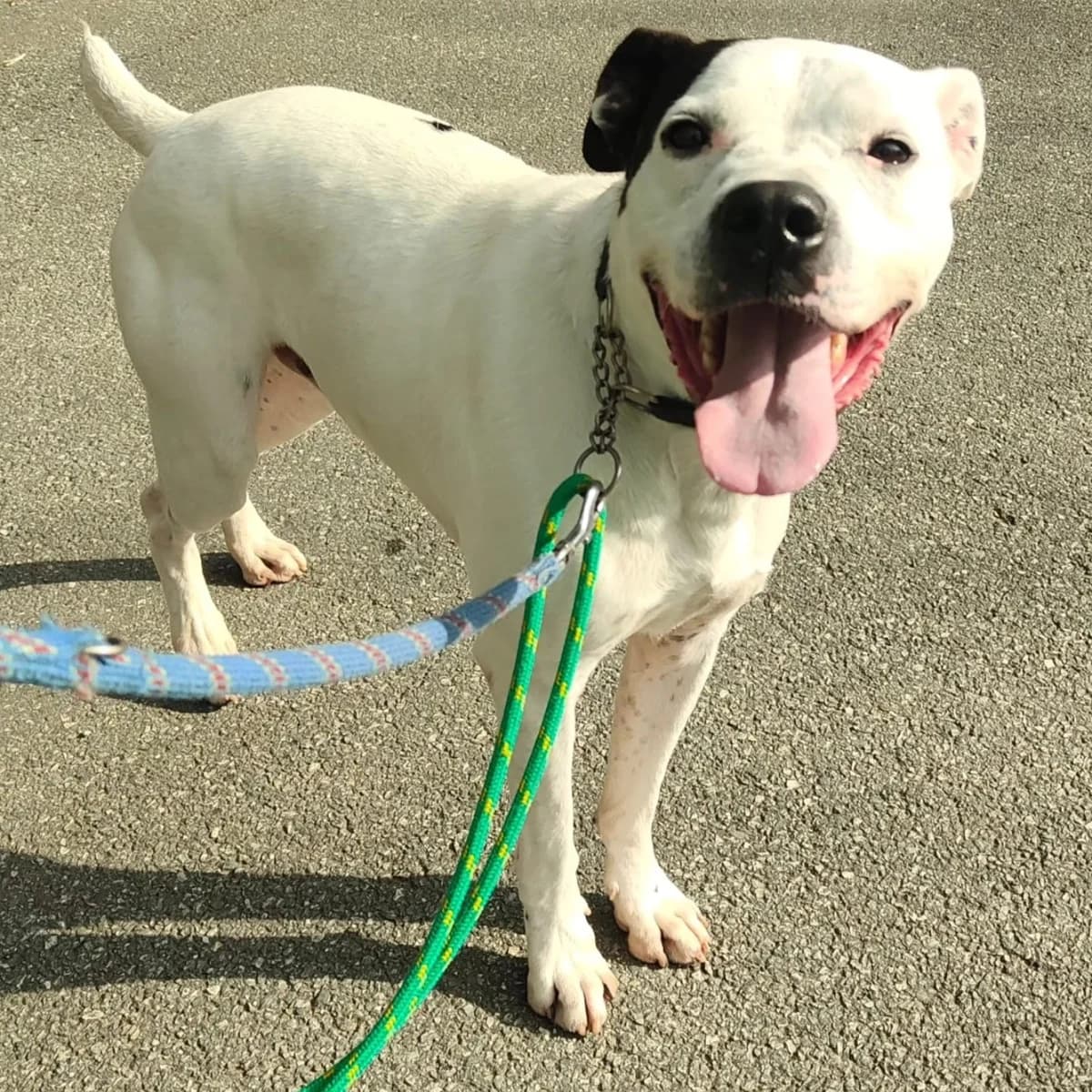 SPIKE, male mixed breed for adoption at Associazione UNA — Genova, Genova — photo 2 of 3